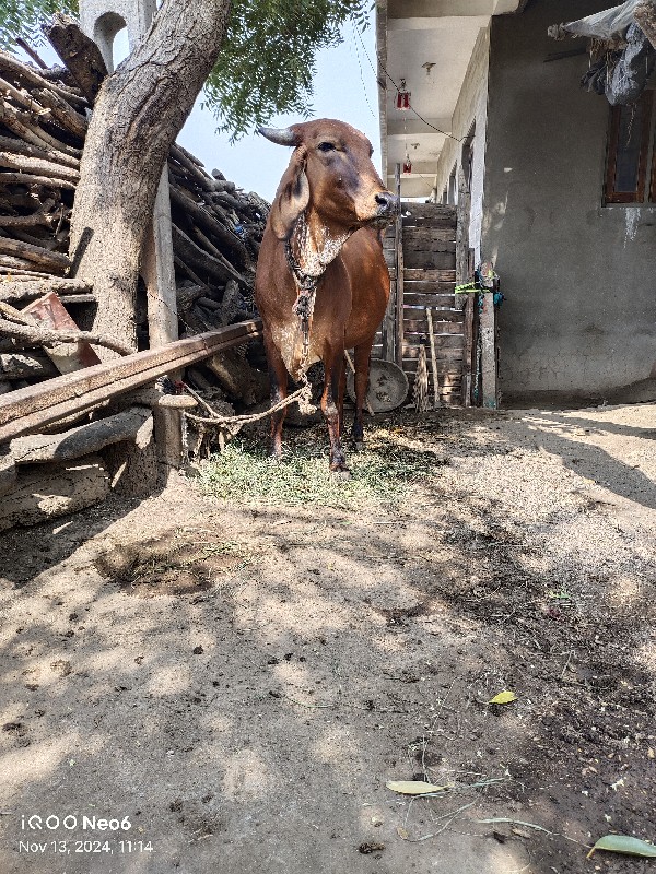 ગાય વેચવાની છે