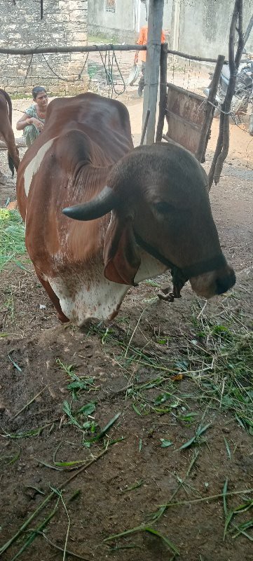 ગાય વેચવાની છે