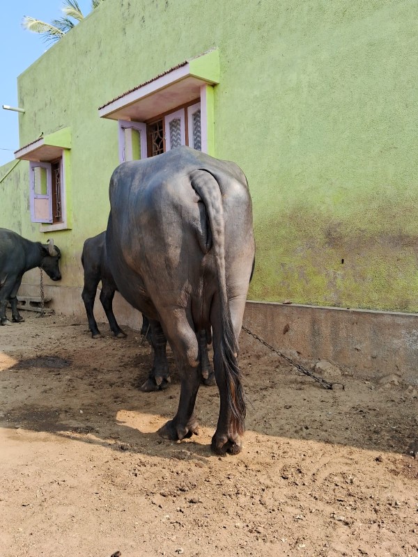 ભેસ વેચવા ની છે