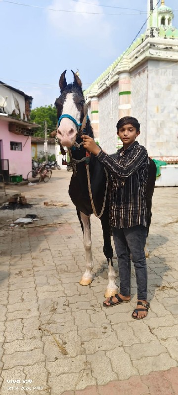 ઘોડી વેસવા ની છ...