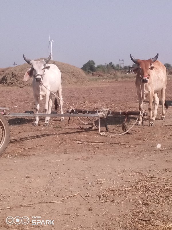 વેચવાનુછે