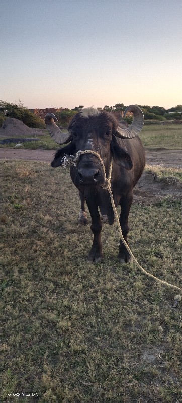 ભેંસ વેચવાની છે