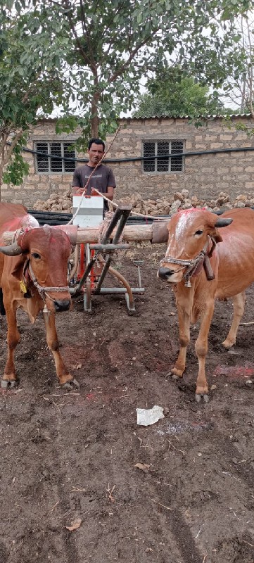 બળદ વેચવાના છે