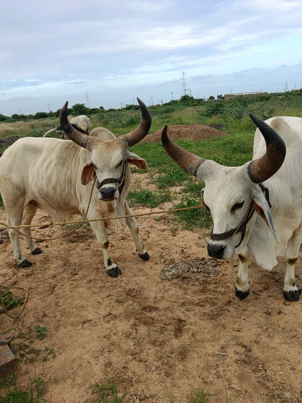 બળદ વેચવાના છે