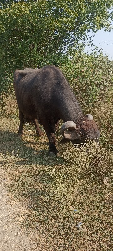 ભેંસ વેચવાની છે