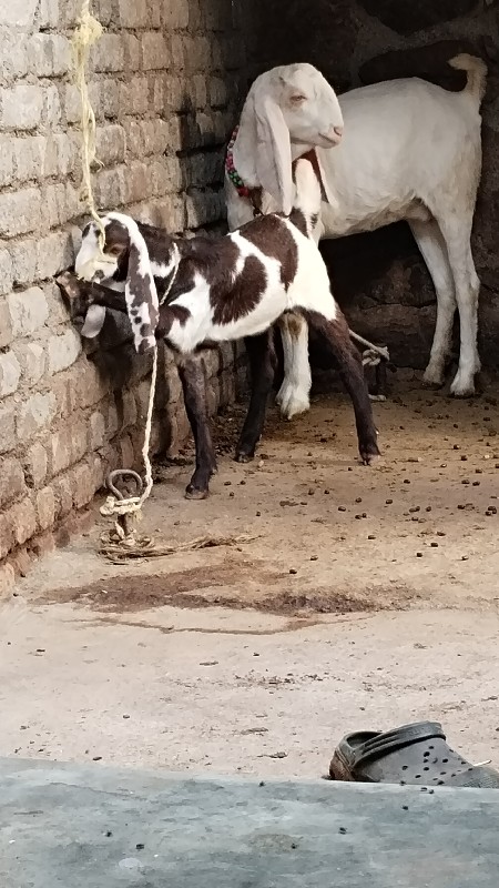 બકરો વેસવનો સે...