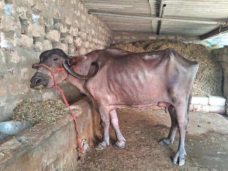 ભેસૂ વેસવાની છે...