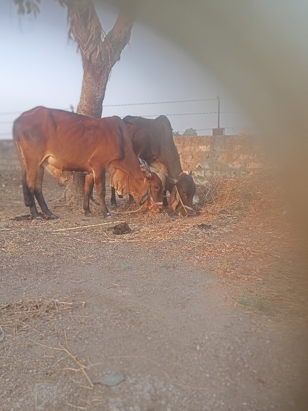 એક વાવણી હાલતા...