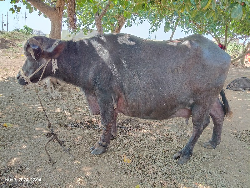 ભેંસ વેચવાની છે...