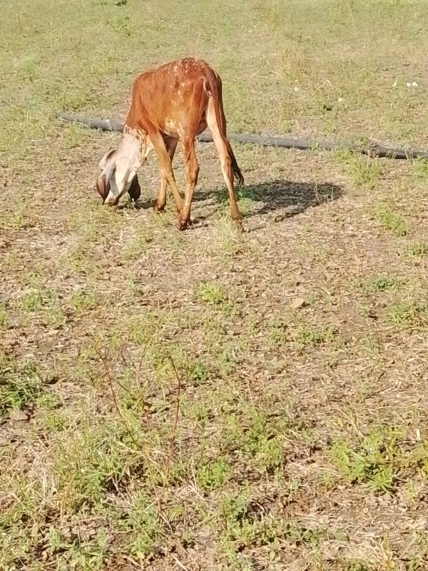 સામત હરણ