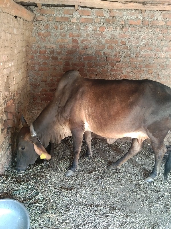 ગાય વેચવાની છે