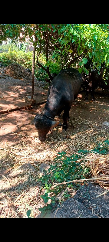 જાફરાબાદી પાડો