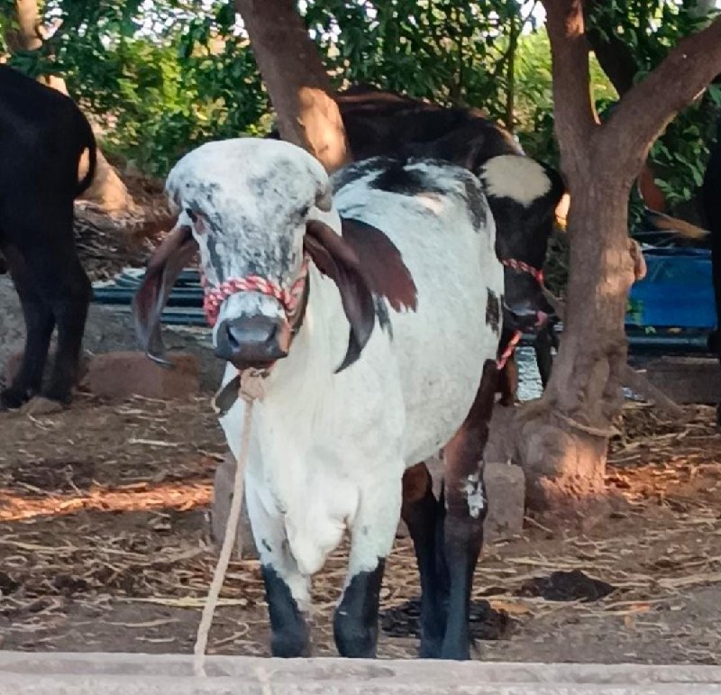 vashdi veshvani...