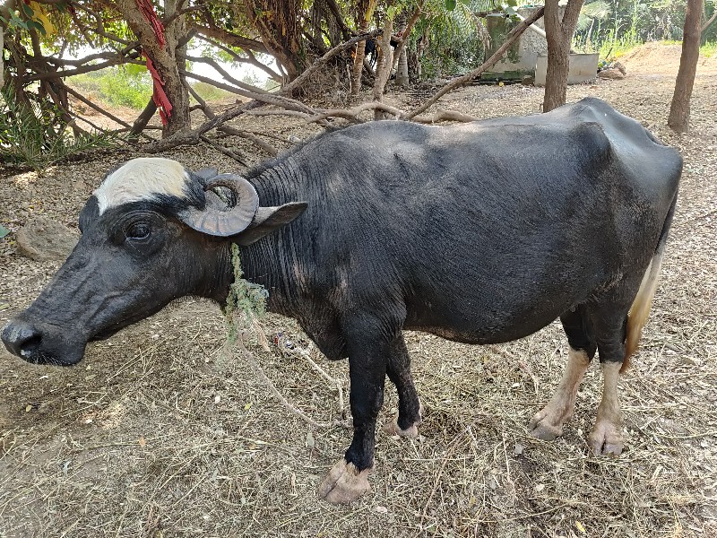 ખડેલુ  વેચવાનુ...