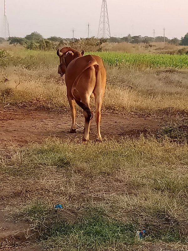 બળદ વેચવાનો છે