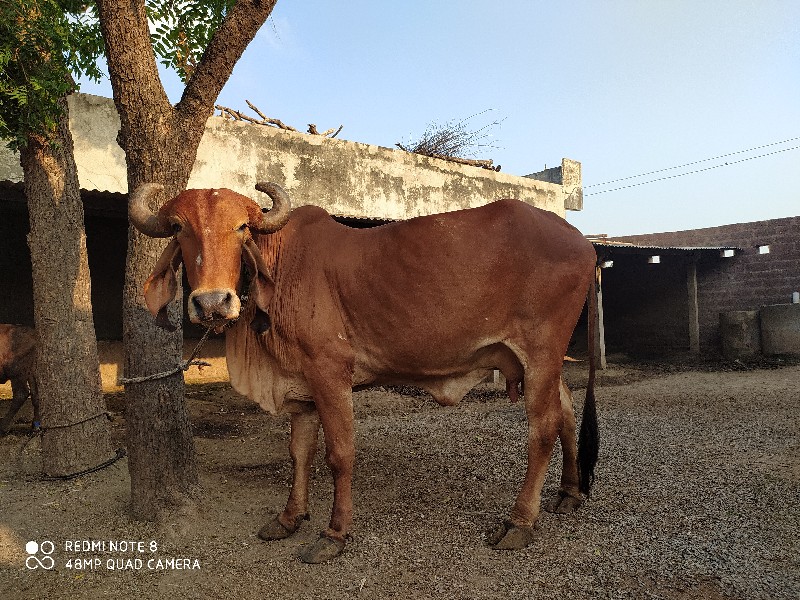 બિજુવેતર એકમહીક...