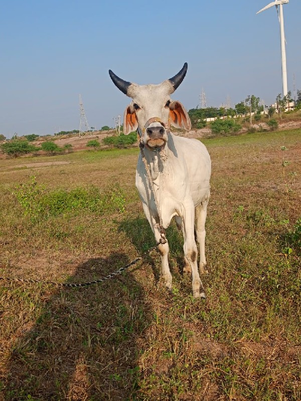 બળદ વેચવાનો છે