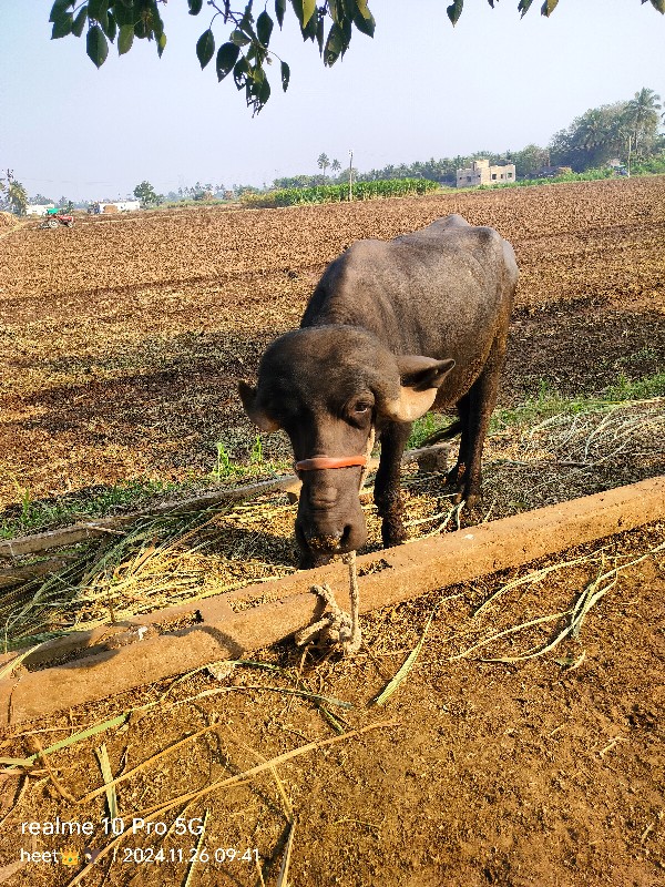 પેલું વેતર જાફર...