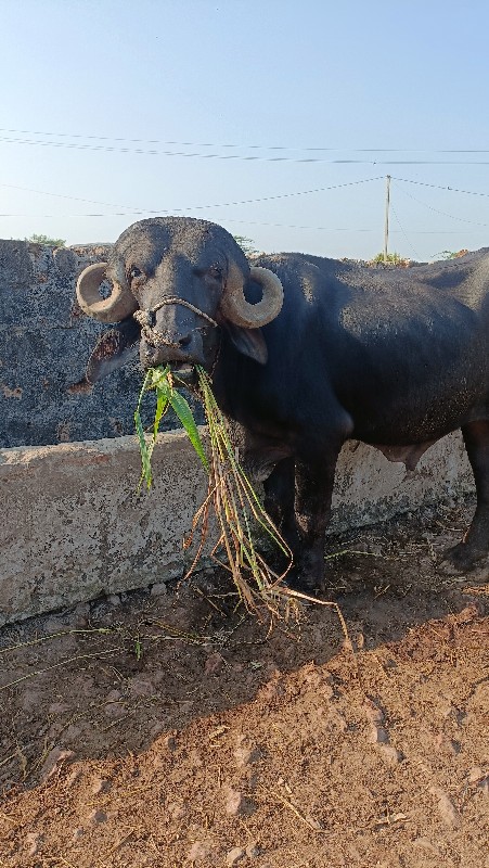 પાડો વેચવાનો છે