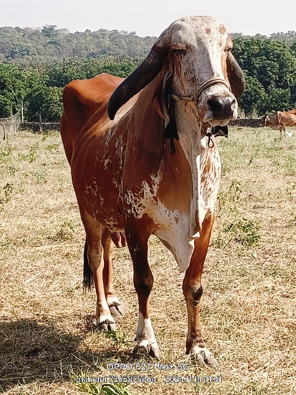 ગીર કાબરી ગાય વ...