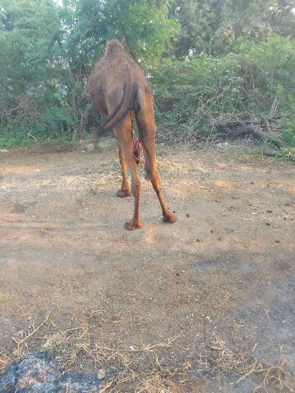 ગાડીમાચાલુ...