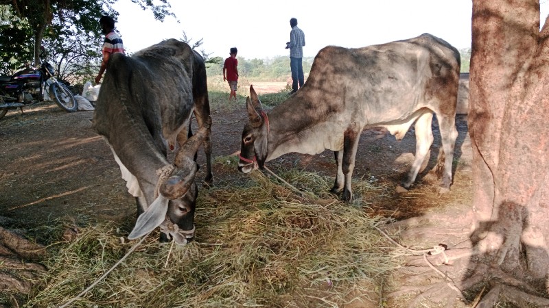 વાચડા વેચવાના છ...