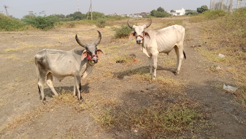 chalo Junagarh...