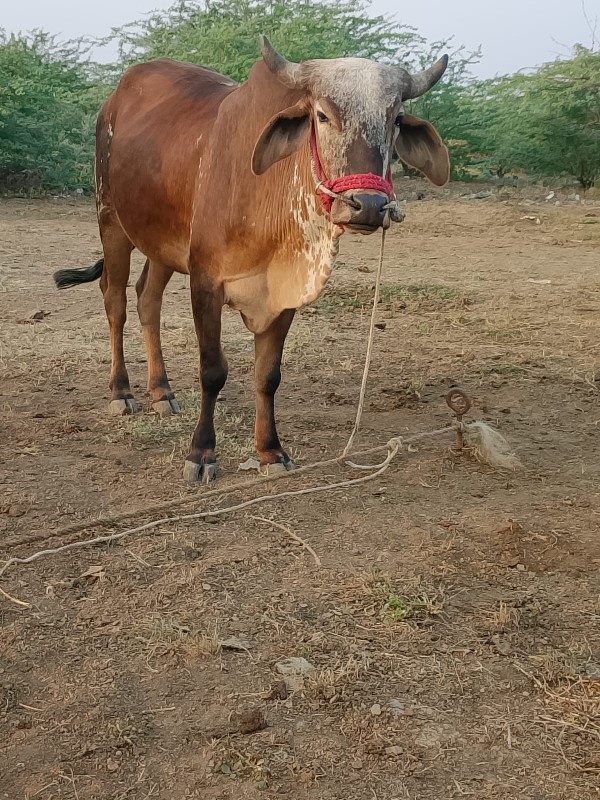 18000 કિંમત