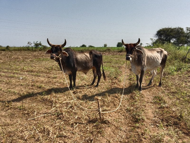 હાથી ગાડામાં હા...