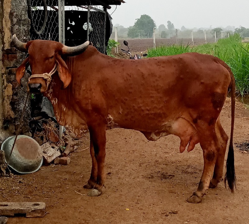 ગાય વેચવાની છે