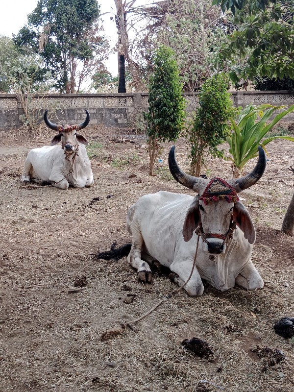 બળદ વેચવાના છે