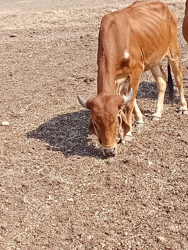 ગિર ઓડકિ વેચવાન...