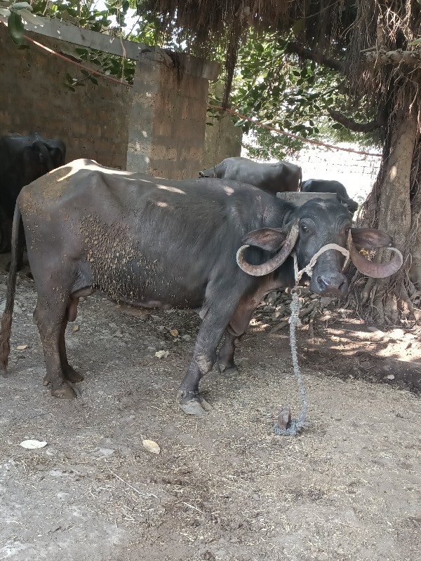 ભેંસ વેચવાની છે