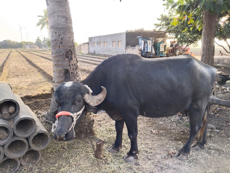 ભેંશ વેસવાની સે