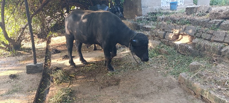 જાફરાબાદી પાડો