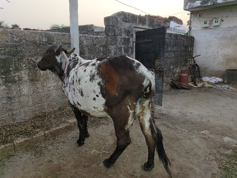 ગાય વેચવાની  છે