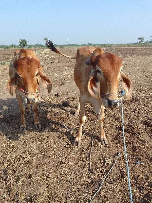 ગોઢલા