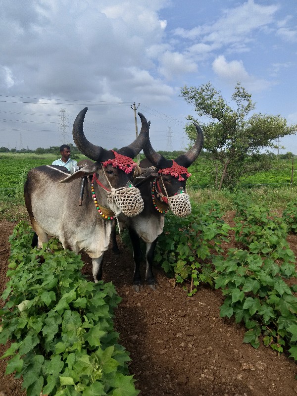 ગોઢલા વેચવાના છ...