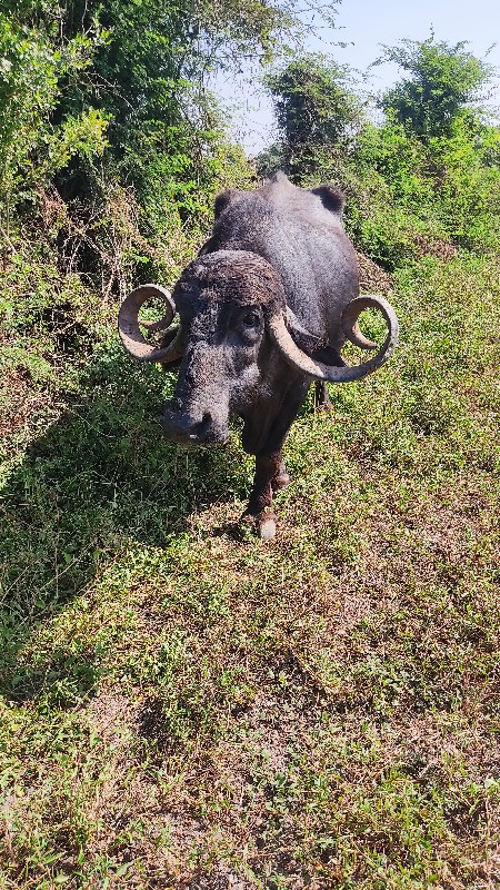 ભેંસ વેચવાની છે