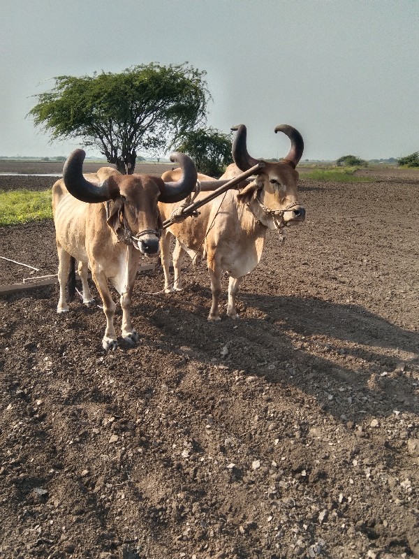 બરધ વેચવા ના છે