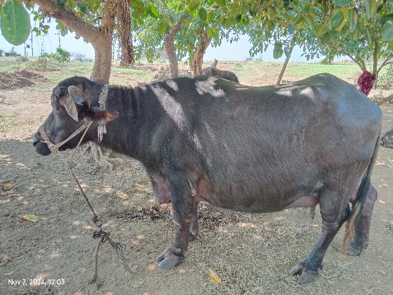 ભેંસ વેચવાની છે...