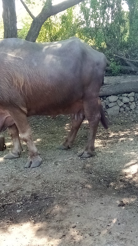 ભેસ વેચવા ની છે