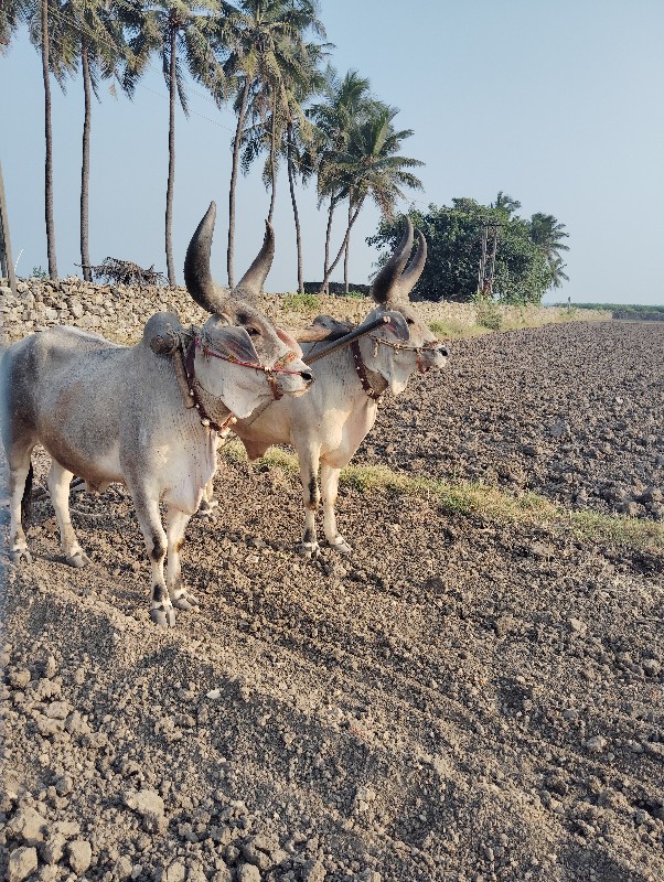 બળધુ વેશવાના છે