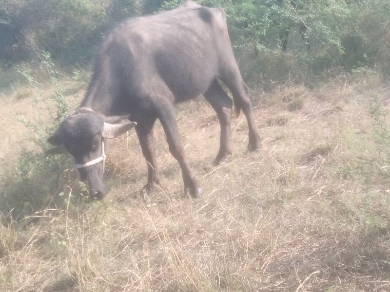 ખરેલુ વેસવાનુ સ...