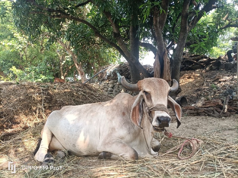 ગાય વેચવાની છે