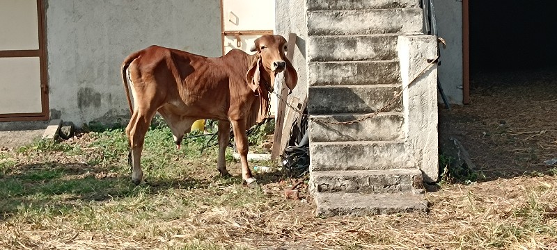 ઓરીઝનલ ગીર ખુંટ