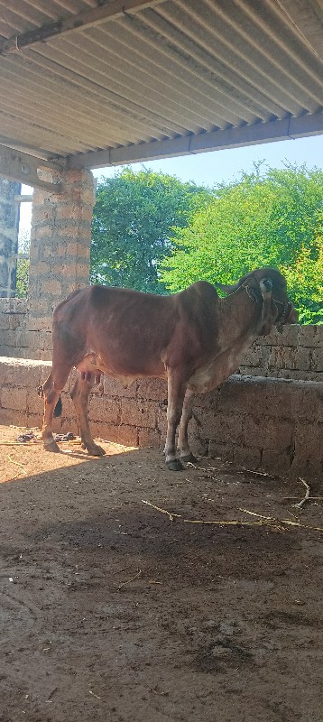 ગાય વેચવાની છે.