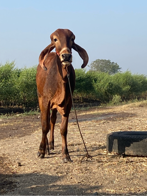 વાછડી