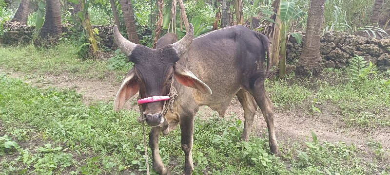 વઢીયારા વાસડા બ...