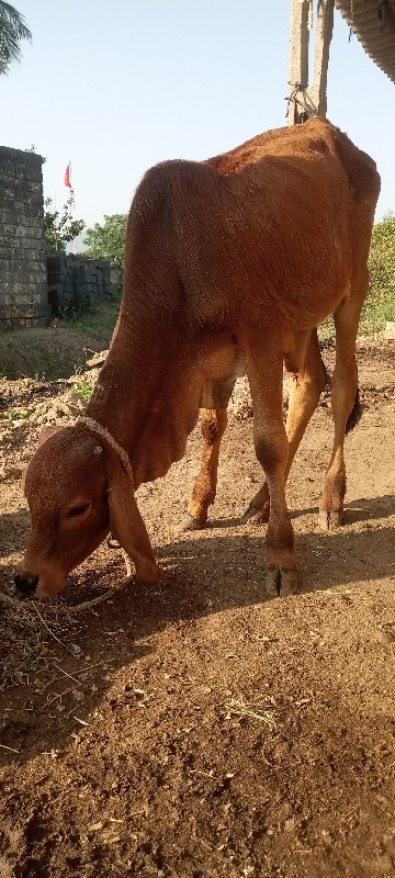 આ વાછડો